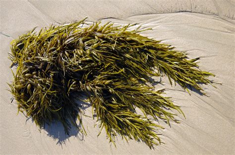 Unleashing the Nutritional Potential of Ocean Beach Seaweed